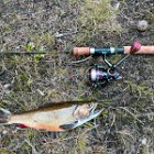 AR21-Brook Trout 2021